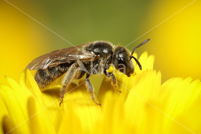 Kortsprietgroefbij (Lasioglossum brevicorne)