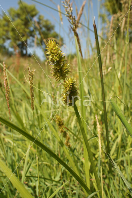 Valse voszegge (Carex otrubae)