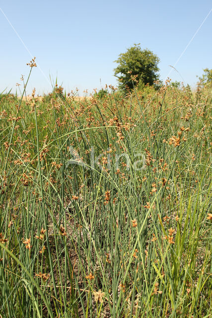 Grey Club-rush (Schoenoplectus tabernaemontani)