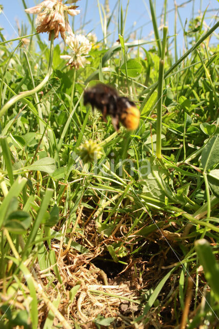 Steenhommel (Bombus lapidarius)