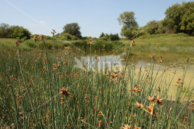 Grey Club-rush (Schoenoplectus tabernaemontani)