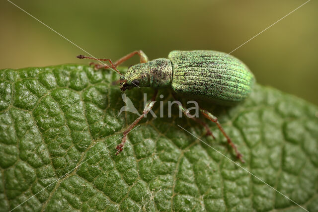 Polydrusus corruscus