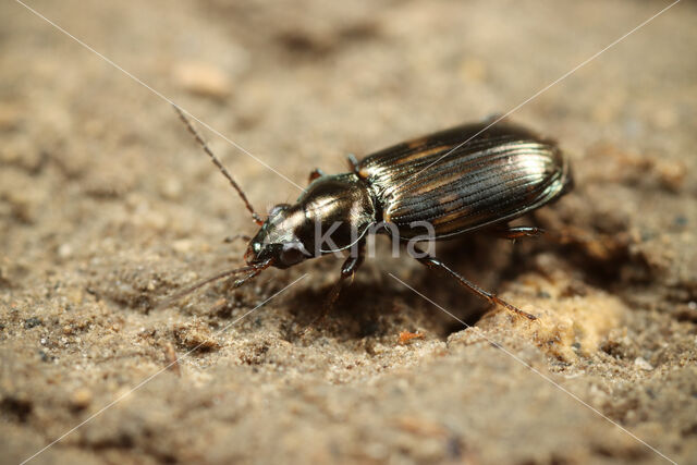 Bembidion varium