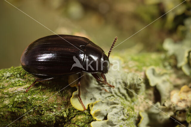 Platydema violaceum