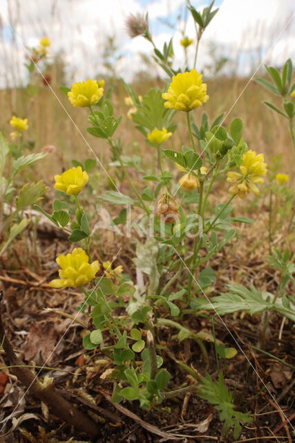 Liggende klaver (Trifolium campestre)