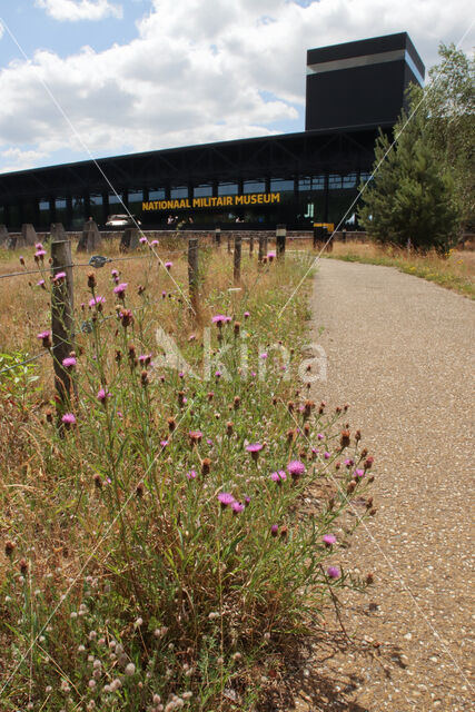 Brown Knapweed (Centaurea jacea)