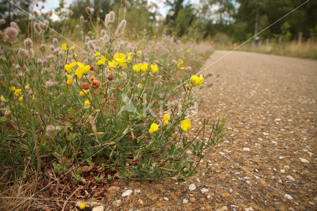 Gewone rolklaver (Lotus corniculatus)