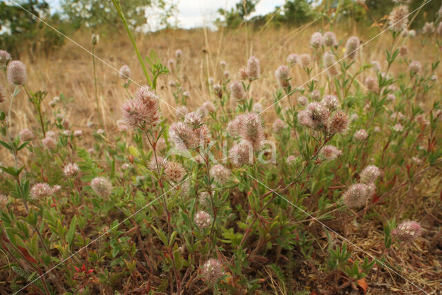 Hare's-foot Clover (Trifolium arvense)