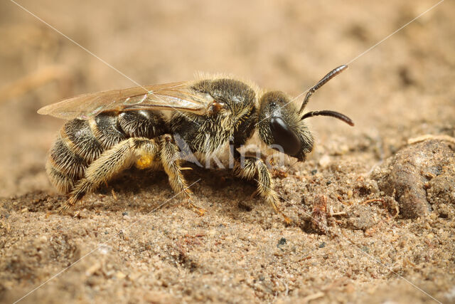 Kortsprietgroefbij (Lasioglossum brevicorne)