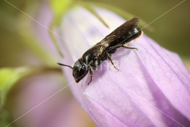 Kleine klokjesbij (Chelostoma campanularum)