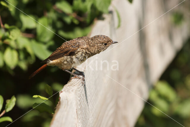 Gekraagde Roodstaart (Phoenicurus phoenicurus)