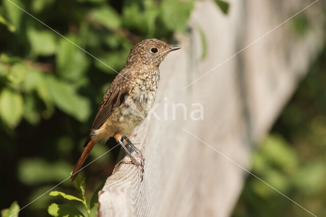 Gekraagde Roodstaart (Phoenicurus phoenicurus)