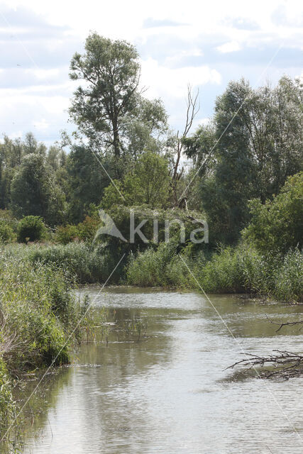 Oostvaardersplassen