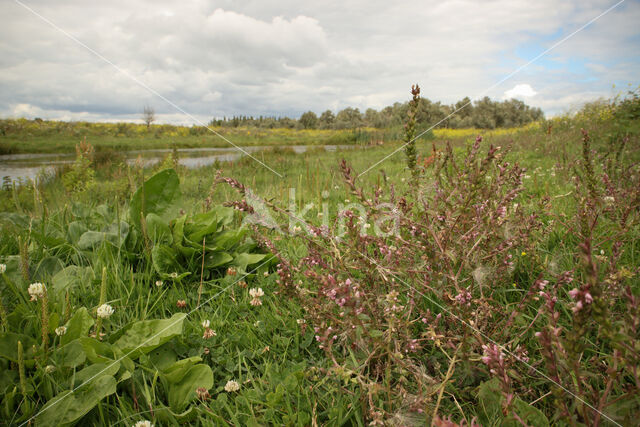 Red Bartsia (Odontites vernus ssp. serotinus)