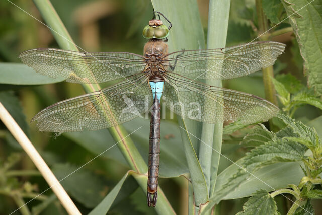 Little emperor dragonfly (Anax parthenope)