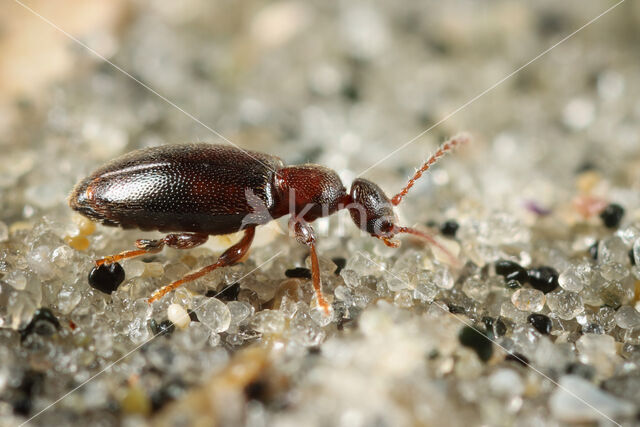 Cordicollis instabilis