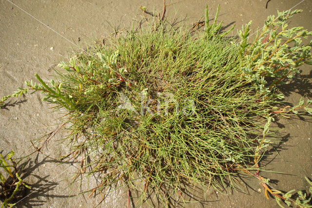 Common Saltmarsh-grass (Puccinellia maritima)