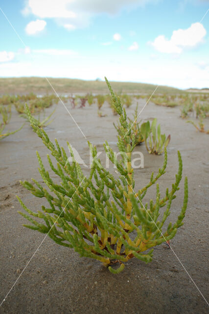 Langarige zeekraal (Salicornia procumbens)