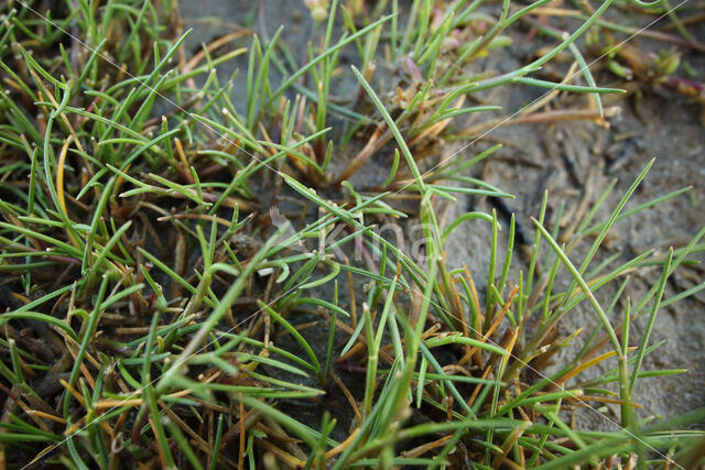 Common Saltmarsh-grass (Puccinellia maritima)