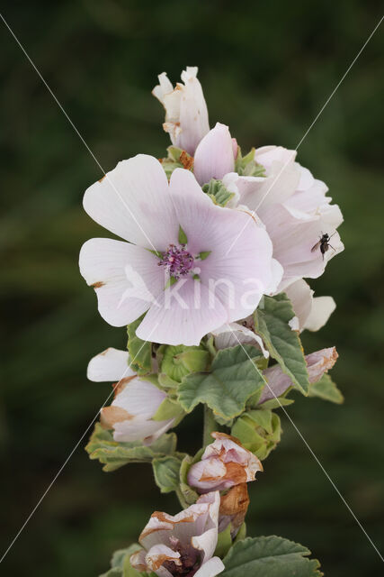 Echte heemst (Althaea officinalis)