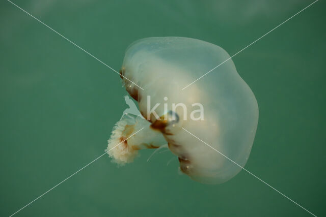 Compass Jellyfish (Chrysaora hysoscella)