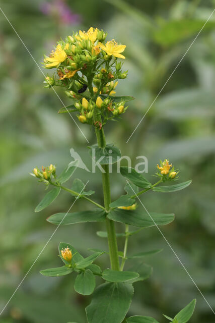 Gevleugeld hertshooi (Hypericum tetrapterum)