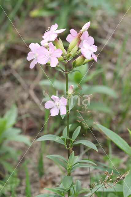 Soapwort (Saponaria officinalis)