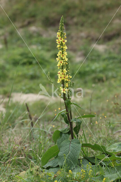 Zwarte toorts (Verbascum nigrum)