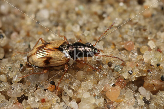 Duinpriempje (Bembidion pallidipenne)