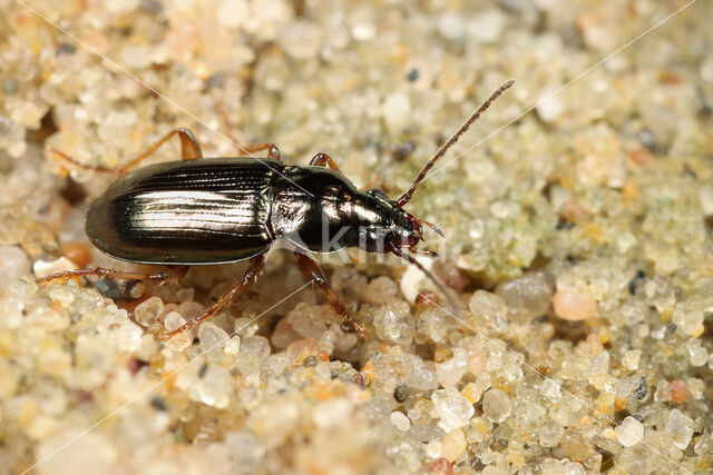 Gewone Zoutloper (Pogonus chalceus)