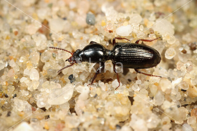 Groot Zoutgravertje (Dyschirius chalceus)