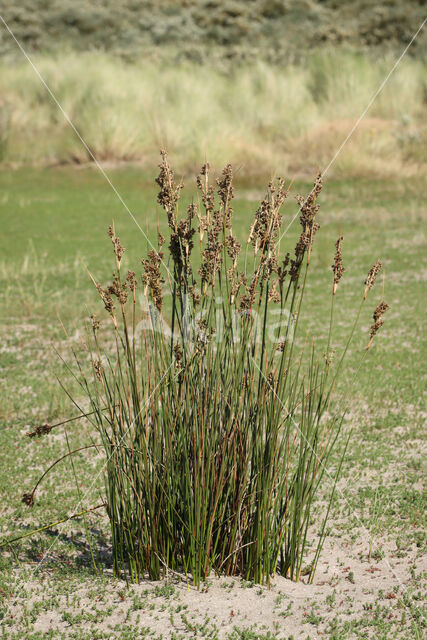 Sea Rush (Juncus maritimus)