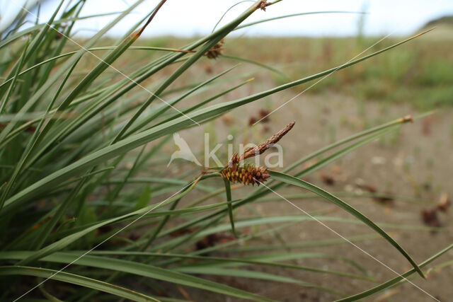 Kwelderzegge (Carex extensa)