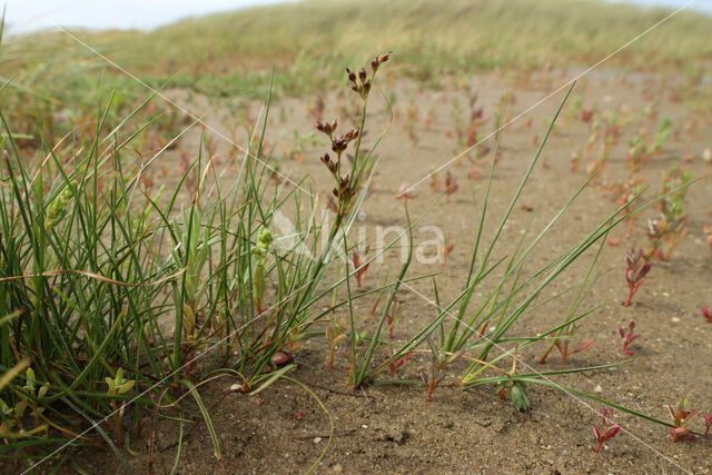 saltmeadow rush (Juncus gerardii)