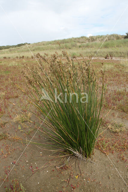 Sea Rush (Juncus maritimus)