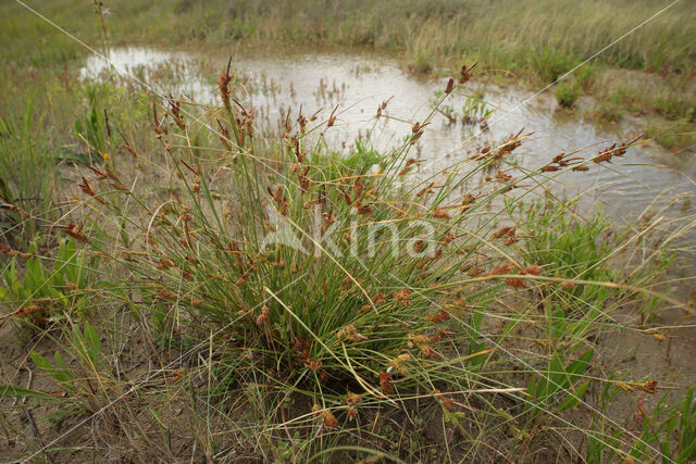 Long-bracted Sedge (Carex extensa)