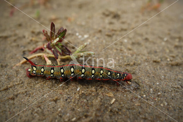 Spurge Hawk-moth (Hyles euphorbiae)