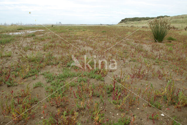 Dunstaart (Parapholis strigosa)