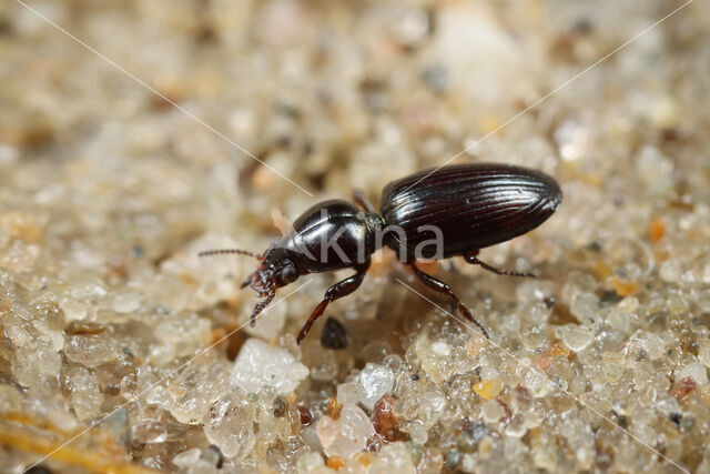 Dyschirius obscurus