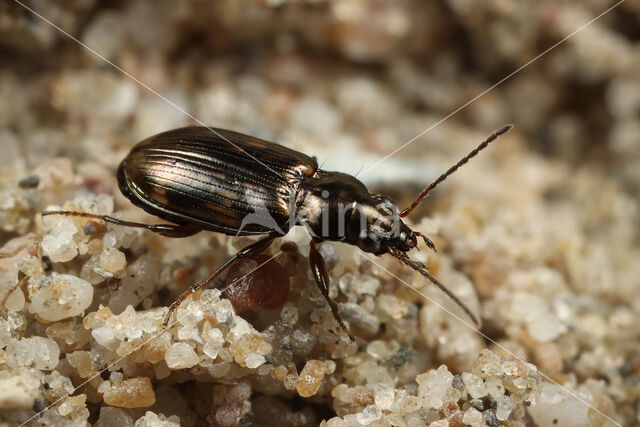 Gevlekt Schorpriempje (Bembidion varium)