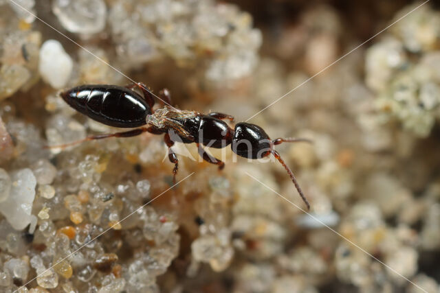 Epyris brevipennis