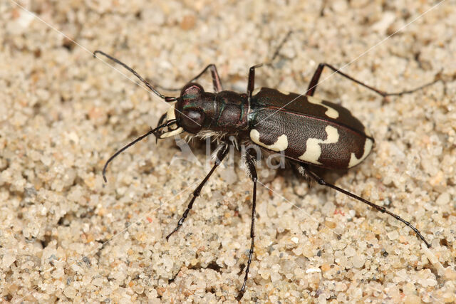 Strandzandloopkever (Cicindela maritima)