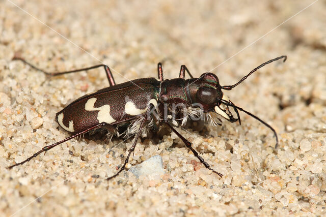 Dune tiger beetle (Cicindela maritima)