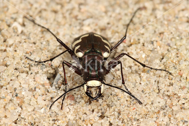 Dune tiger beetle (Cicindela maritima)