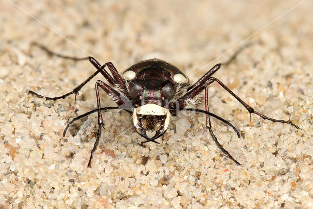 Strandzandloopkever (Cicindela maritima)