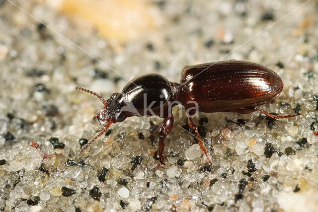 Groot Zoutgravertje (Dyschirius chalceus)