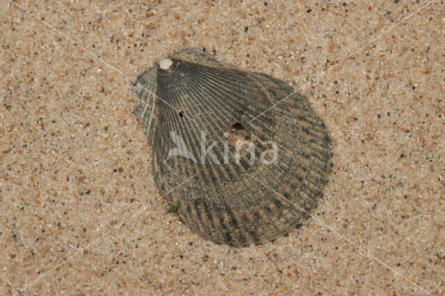 Variegated Scallop (Mimachlamys varia