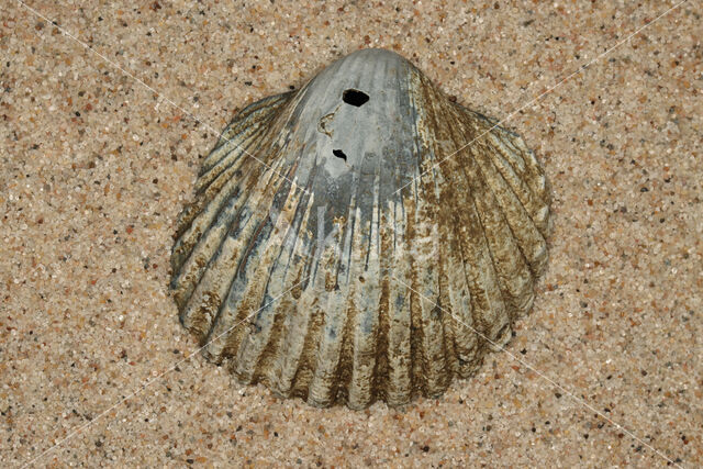 Geknobbelde hartschelp (Acanthocardia tuberculata)