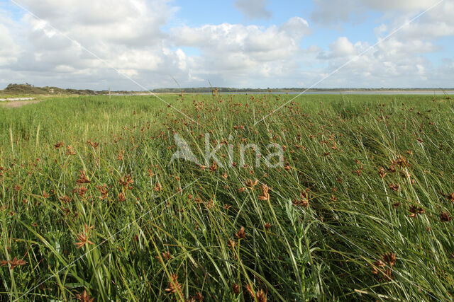 Sea Club-rush (Bolboschoenus maritimus)