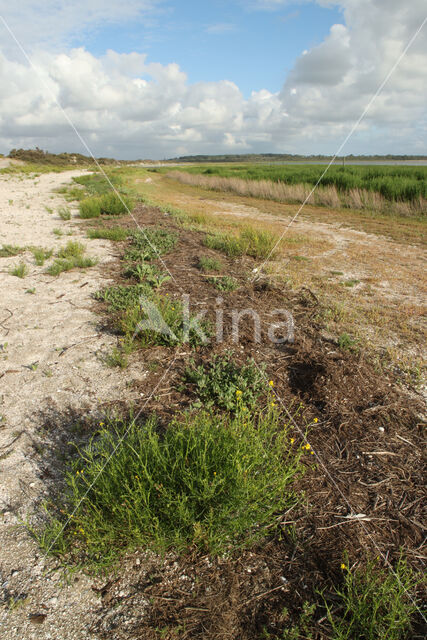 Groene Strand